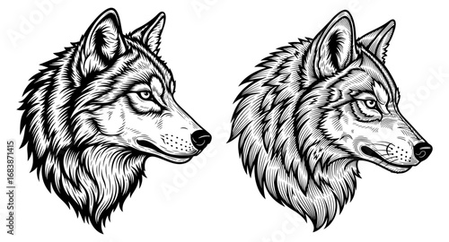 Vector art of two detailed black and white illustration heads of wolves in profile
