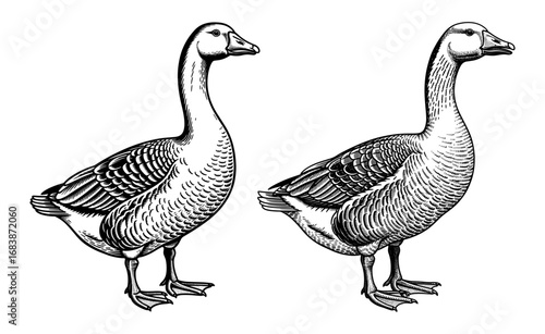 Vector art of two geese standing side by side, detailed black and white ink drawings