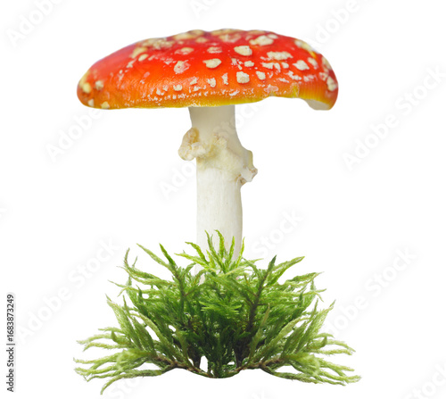close up of red fly agaric mushroom isolated on transparent background