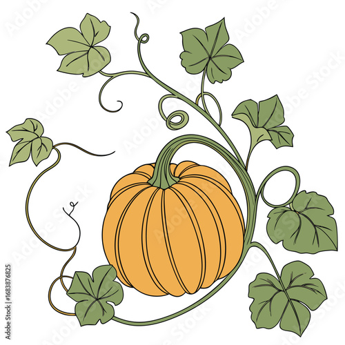 Autumn pumpkin vine with leaves and tendrils fall plant