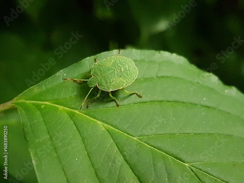 Bild auf Leinwand Close-up of a well-camouflaged green stink bug resting on a green leaf with a da