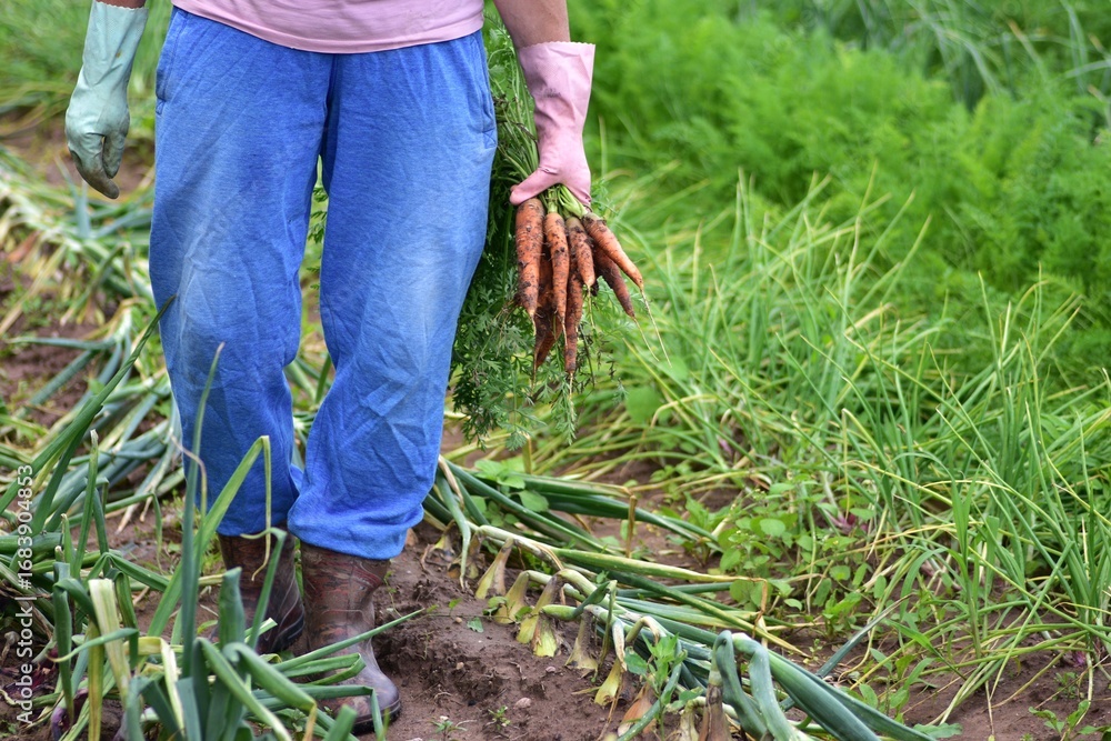 Naklejka premium Farmer in blue pants and gloves holds freshly harvested carrots in green vegetable garden with onions. Rural agriculture and organic food growing.