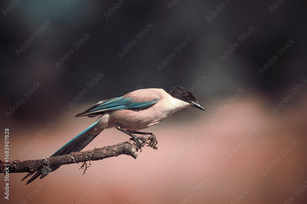 Obraz premium Side photograph of an azure-winged magpie (Cyanopica cyanus), highlighting its tail and blue wings in great detail. The dark background intensifies the bird’s silhouette.