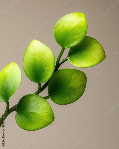 Close-Up of Fresh Green Leaves on Soft Beige Background