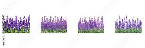 Lavender Flower Arrangements Set. Aromatherapy And Natural Beauty Collection Isolated On Transparent Background
