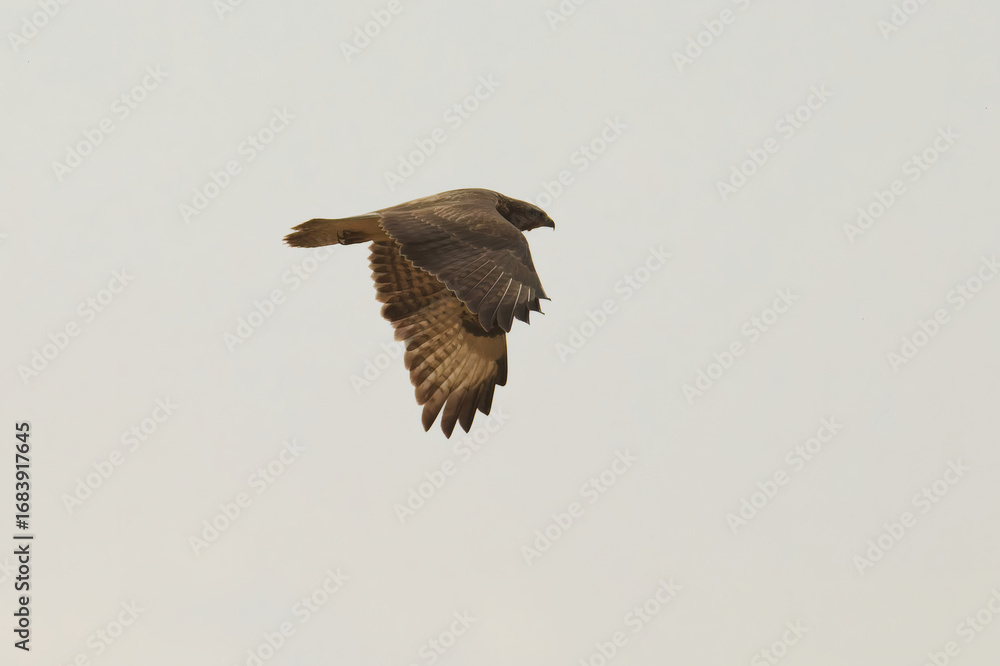 Fototapeta premium Common Buzzard in Flight