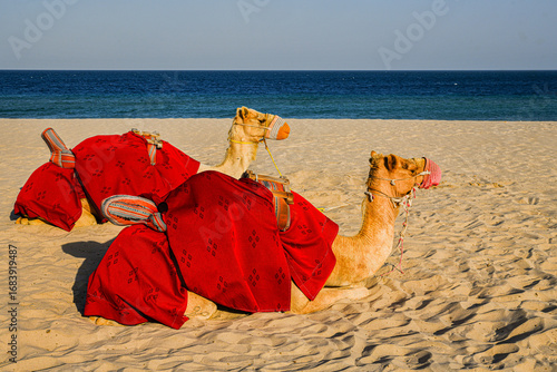  
Two camels adorned with colorful blankets rest in a golden desert