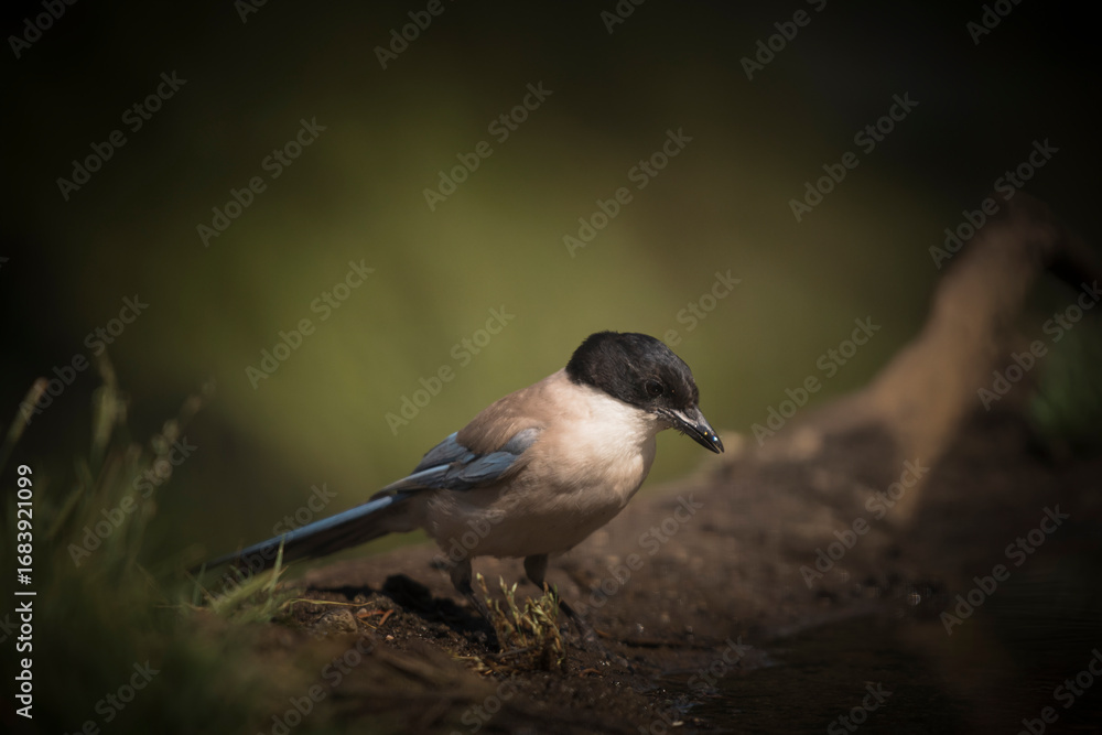 Obraz premium Azure-winged magpie (Cyanopica cyanus) leaning down to drink water, with a blurred green background highlighting its plumage.