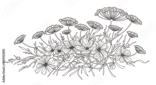 Botanical line drawing of cosmos flowers