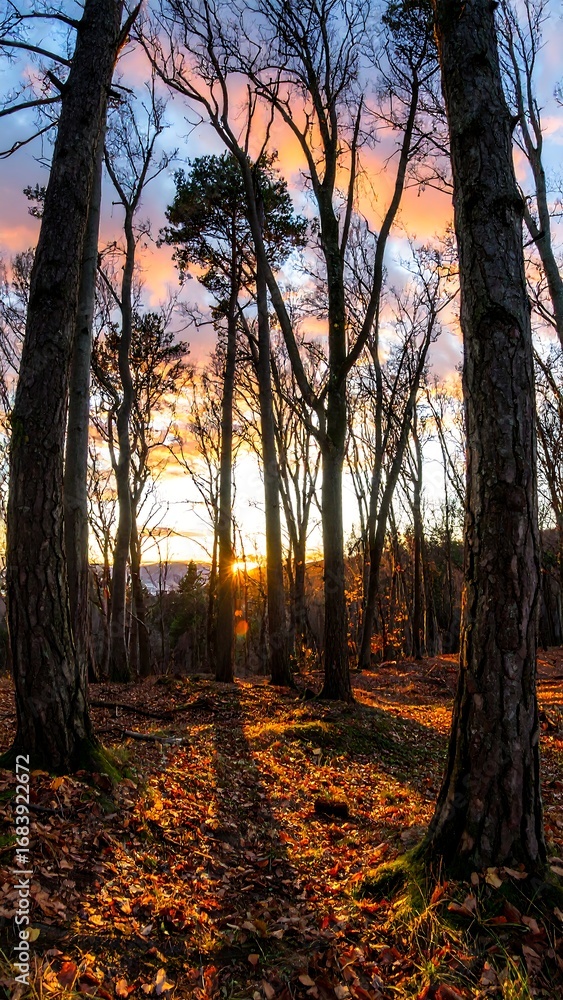 Obraz premium Autumn forest sunset