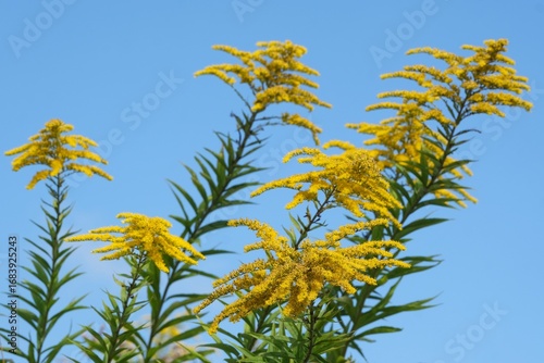 Yellow flowers of Solidago virgaurea (European goldenrod or woundwort) on blue sky background. It is a medicinal and decorative plant.