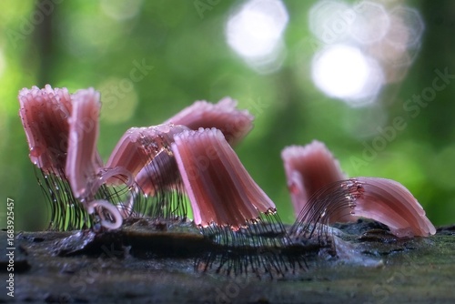 Amazing slime mold Stemonitis fusca - slime molds are interesting organisms between mushrooms and animals