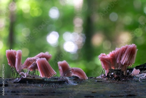 Amazing slime mold Stemonitis fusca - slime molds are interesting organisms between mushrooms and animals