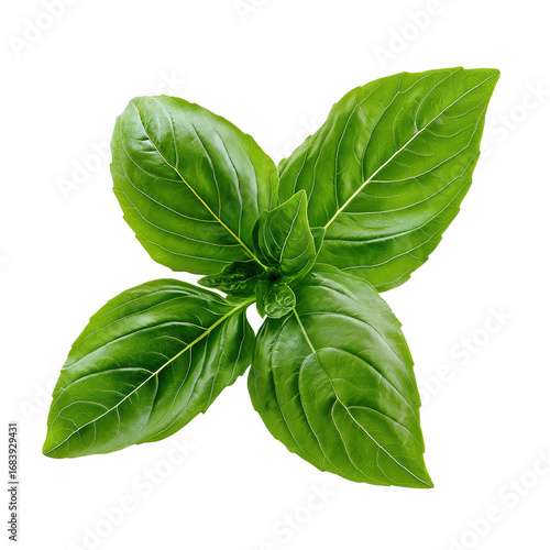 Fresh green basil leaves with subtle veins and vibrant texture, showcasing natural freshness and healthy growth in close up view of aromatic herb leaves