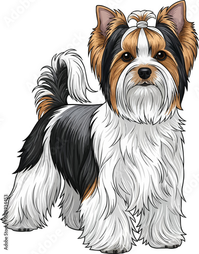 Biewer Terrier dog standing show pose elegant groomed illustration