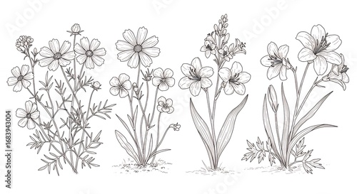 Line drawing flowers illustration