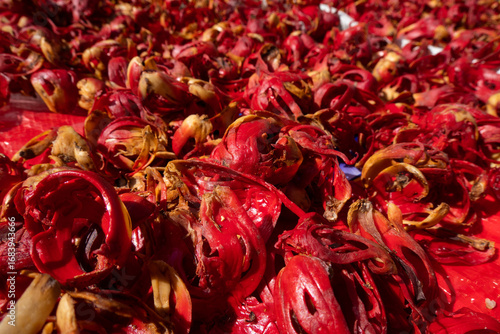 Nutmeg mace drying in the sun