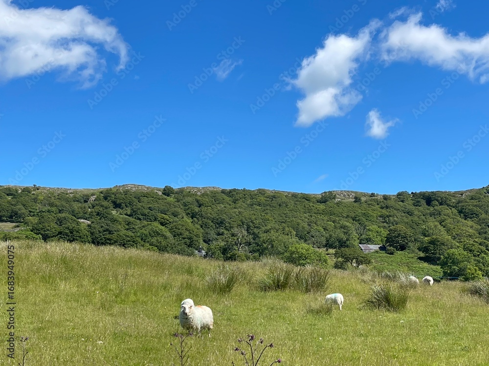 Fototapeta premium The Beautiful Welsh Countryside