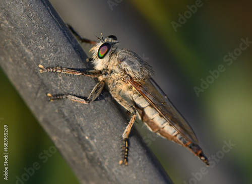 Wallpaper Mural Robber fly with prey on branch in Cyprus Torontodigital.ca