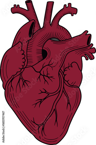 Anatomical Heart Illustration
