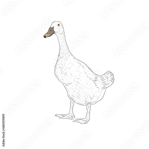 duck unlo png3.eps