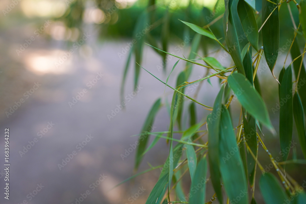 Fototapeta premium Green Bamboo leaves in the garden