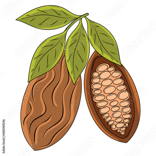 Cocoa pod with seeds. Vector