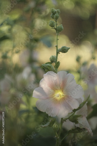 Malva flower in the garden