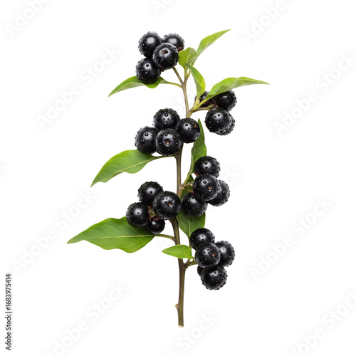 Tableau sur toile Sprig of poisonous black nightshade berries with leaves