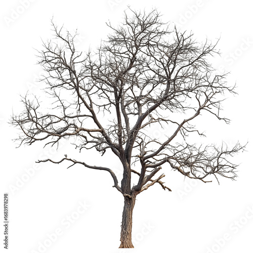 Wallpaper Mural Snow-Covered Winter Tree Isolated Deciduous in Winter, Frosty Branches, Nature Photography Torontodigital.ca