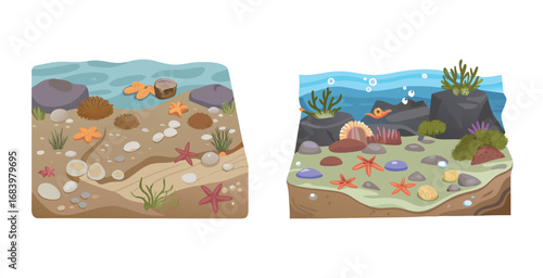 Detailed rocky intertidal zone at low tide vector art design illustration