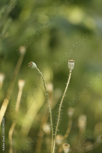 poppy seed head