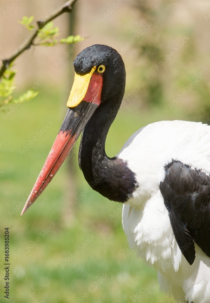 Fototapeta premium Saddle-billed stork