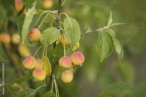 red and yellow apples