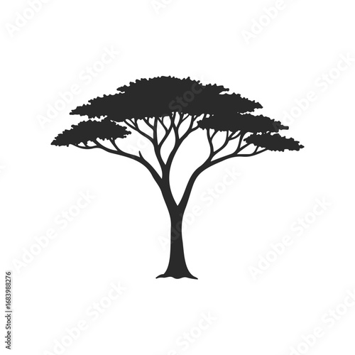 Silhouette of acacia tree with spreading branches and dense canopy on white background