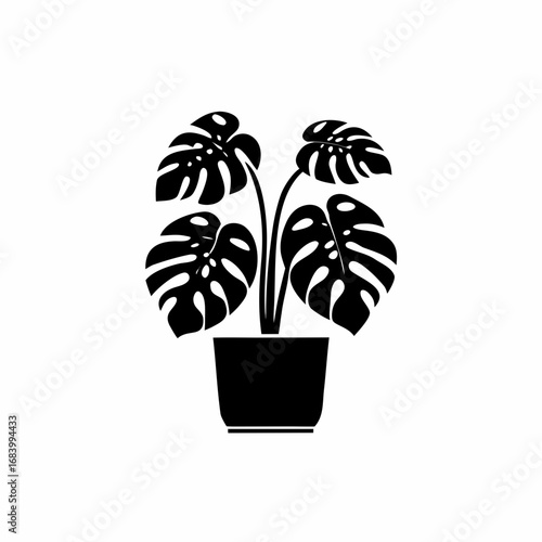Monstera plant in pot, decorative houseplant
