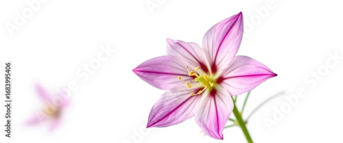 Delicate aquilegia flower, vibrant petals, isolated on white, image, flower, isolated