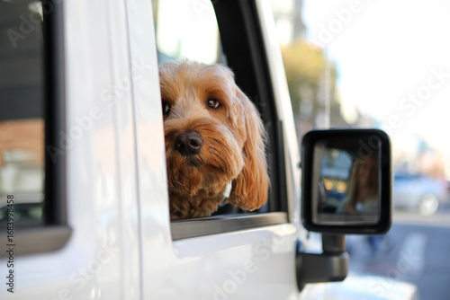 Fototapeta Naklejka Na Ścianę i Meble -  Cute furry goldendoodle with closed mouth peeking out from a white Jeep window on a city street looking past the camera