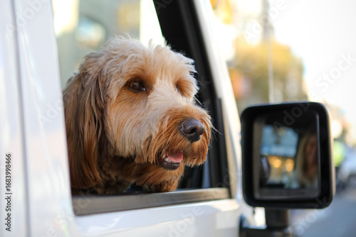 Fototapeta Naklejka Na Ścianę i Meble -  Cute furry goldendoodle with mouth open peeking out from a white Jeep window on a city street looking to the side