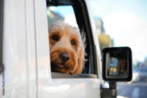 Fototapeta Naklejka Na Ścianę i Meble -  Cute furry goldendoodle with mouth open peeking out from a white Jeep window on a city street looking at the camera
