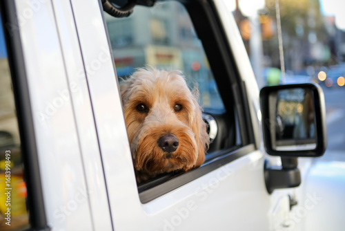 Fototapeta Naklejka Na Ścianę i Meble -  Cute furry goldendoodle with mouth closed peeking out from a white Jeep window on a city street looking at camera
