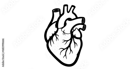 Anatomical heart illustration with veins and arteries, detailed medical drawing