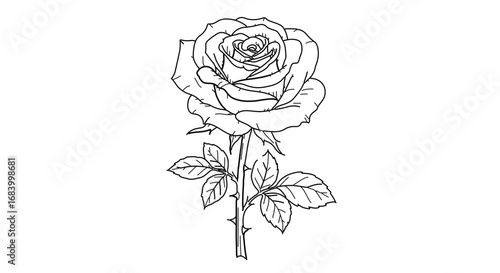 Detailed line art illustration of a blooming rose with leaves and thorns