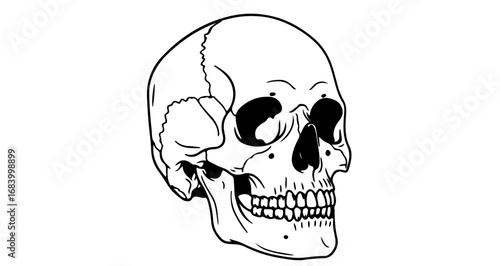 Illustration of a human skull, a symbol of death and mortality