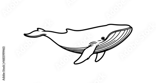 Illustration of a whale, a large marine mammal found in oceans worldwide