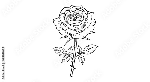 Elegant rose flower, a symbol of love and beauty in nature