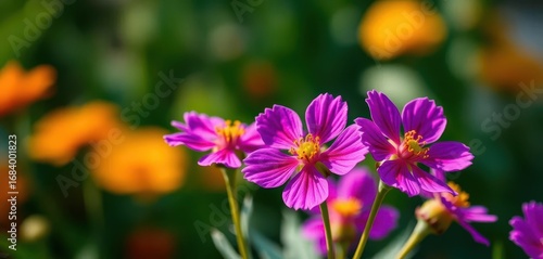 Close-up vibrant purple flowers against blurred background, summer, soft focus, wallpaper