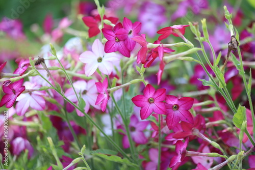 Flowering ornamental tobacco plant, Nicotiana sanderae, persica.