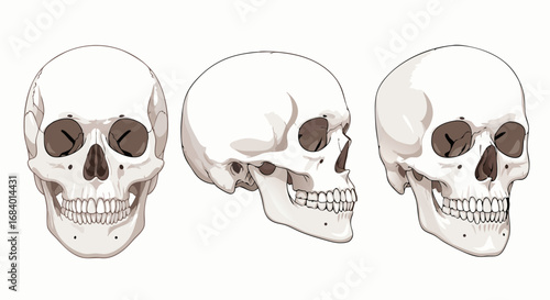Minimalist Vector SVG Illustration of Three Skulls in Modern Flat Style with Neutral Colors for Digital Art and Medical Design