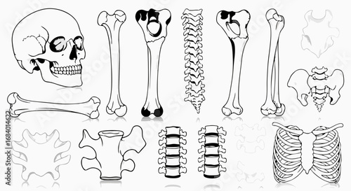 Minimalist Vector SVG Illustration of Human Skeleton with Bone Elements in Black Line Art Style for Medical and Educational Use